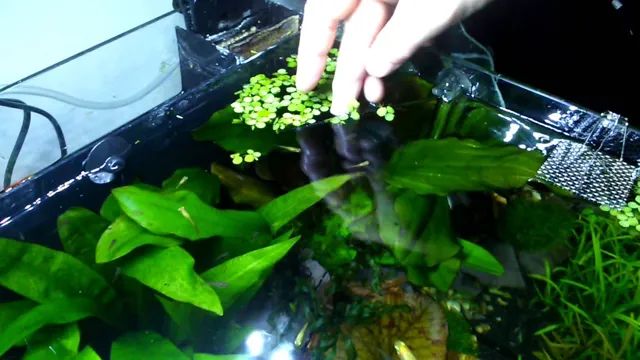 How to Dispose of Floating Aquarium Plants in an Eco-Friendly Manner