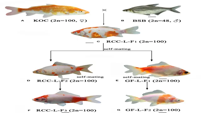 how to diversify genetics in breeding aquarium fish
