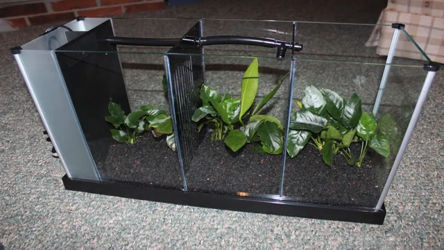 How to Divide Aquarium Tank – Step by Step Guide for Beginners