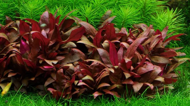 How to Divide Red Reinecke Aquarium Plant Without Damaging It – A Comprehensive Guide