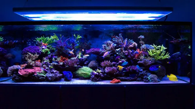 How to Do a Bare Bottom Coral Aquarium: Tips for Setting up and Maintaining a Stunning Coral Reef Tank