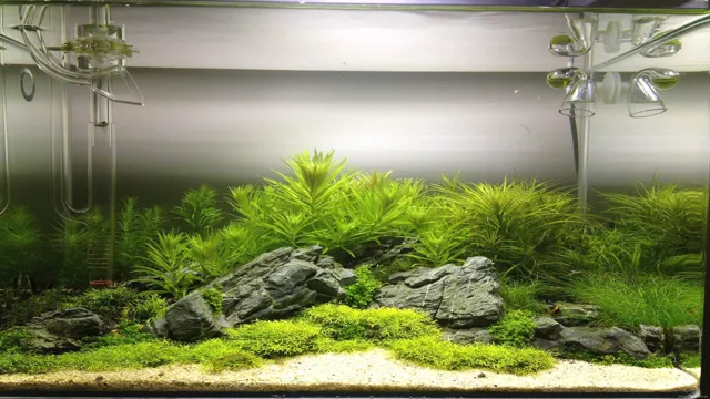 how to do a live plant aquarium