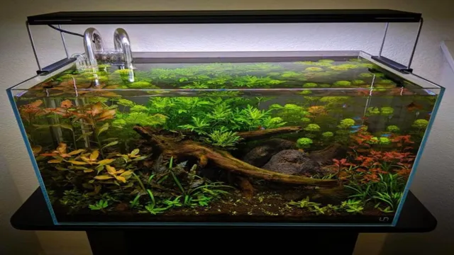 How to Do a Low Light Aquarium: Tips for Thriving Plants in Dimly Lit Tanks