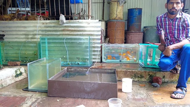 How to do Aquarium Fish Farming: A Beginner’s Guide to Successful…