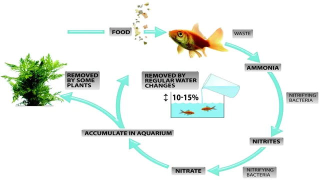how to do nitrogen cycle in aquarium