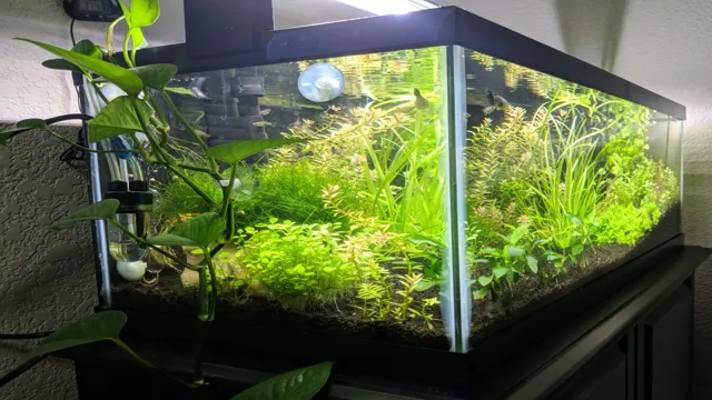 how to do plantation in aquarium
