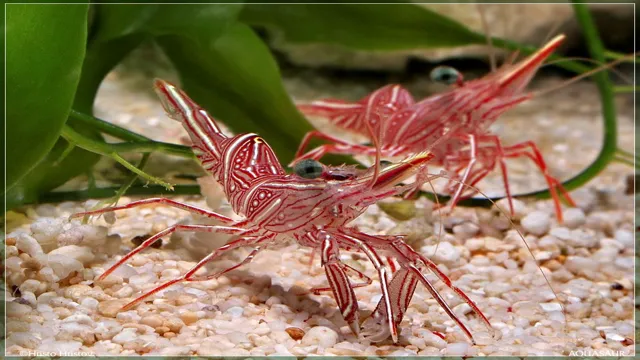 how to do salt bath on aquarium shrimp