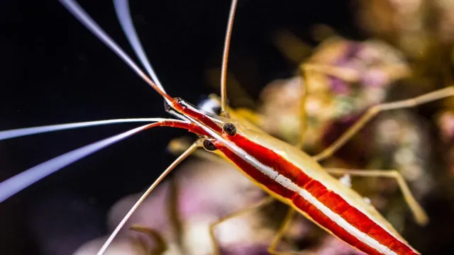 How to Do Salt Bath on Aquarium Shrimp: A Step-by-Step Guide for Beginners