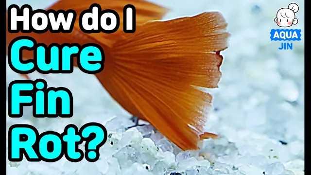 How to Dose Aquarium Salt to Treat Fin Rot: A Complete…