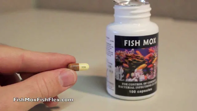 how to dose fish mox capsules in an aquarium