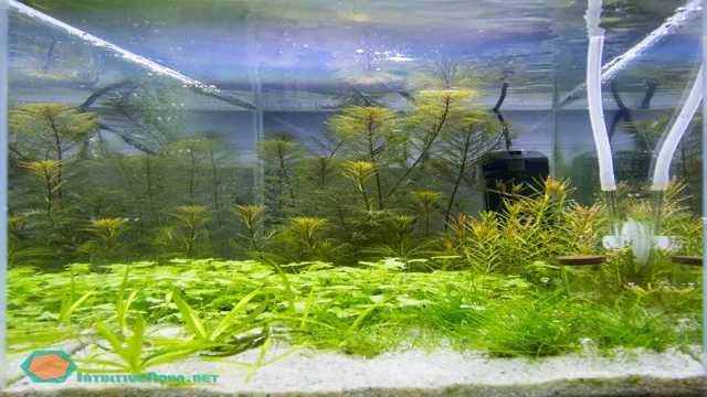 how to dose liquid carbon in planted aquarium