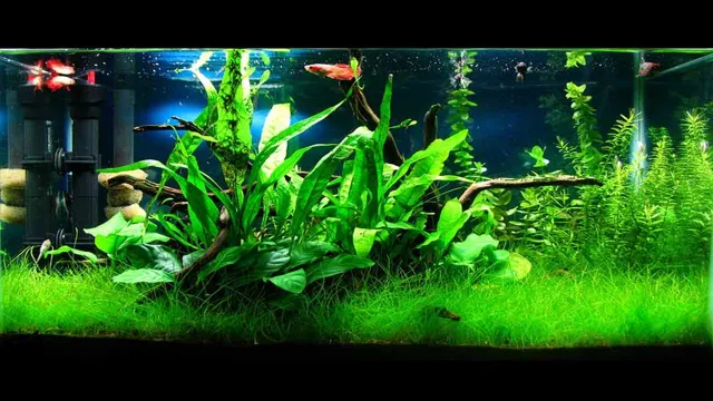 how to dose planted aquarium low tech