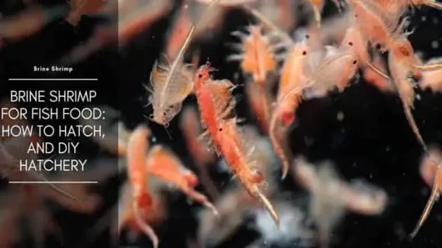 how to feed frozen baby brine shrimp to your aquarium
