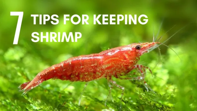 how to feed hiding shrimp in aquarium
