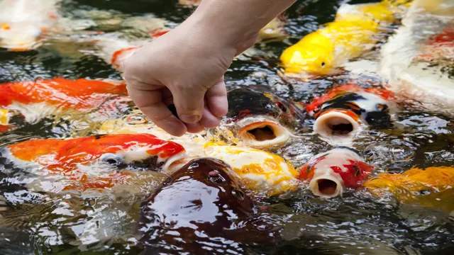 How to Feed Koi Fish in Aquarium: Tips and Tricks for Optimal Health