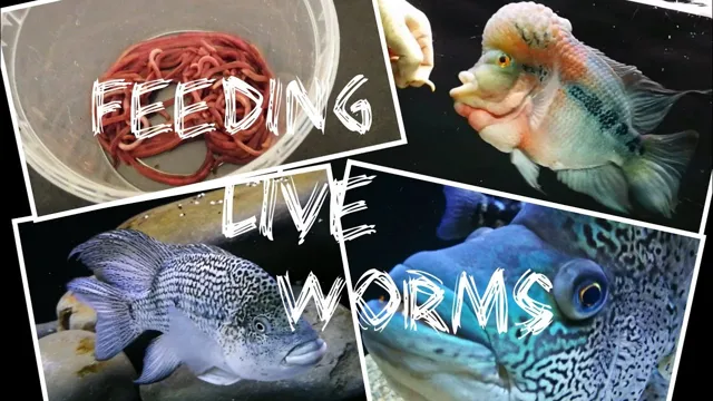 how to feed live worms to your aquarium fish