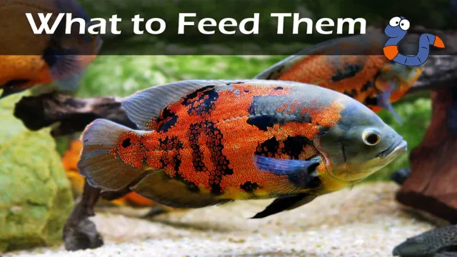 how to feed oscar fish in aquarium