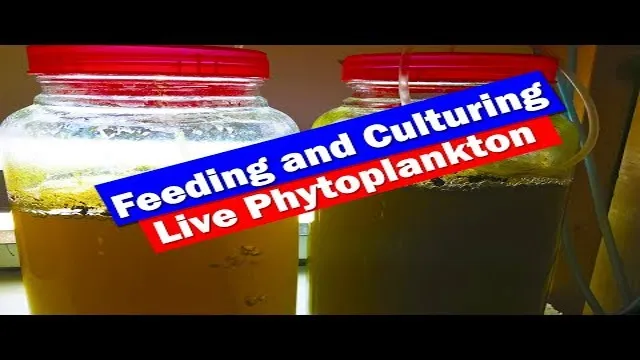how to feed phytoplankton to reef aquariums