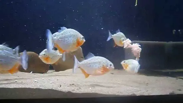 how to feed piranha in aquarium
