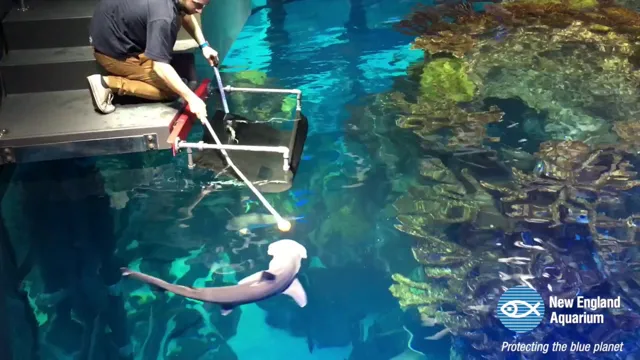 how to feed shark in aquarium