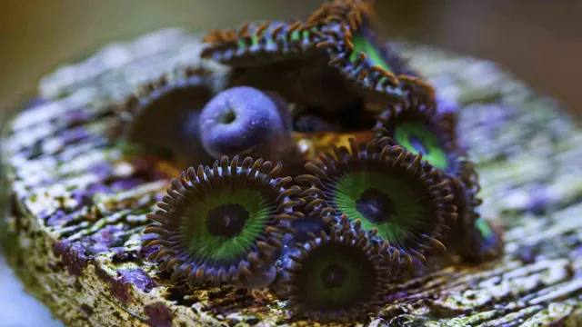 How to Feed Zoanthids in Saltwater Aquarium: A Complete Guide for…