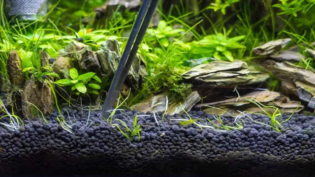 how to fertalize aquarium plant