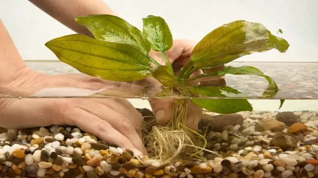 how to fertilize a planted aquarium