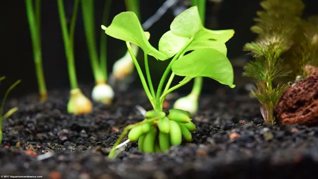 How to Fertilize Aquarium Bananas Plant: Tips and Tricks for Optimal Growth