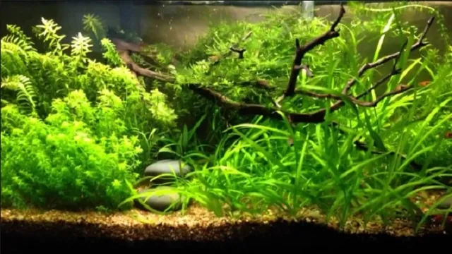 how to fertilize aquarium plants naturally