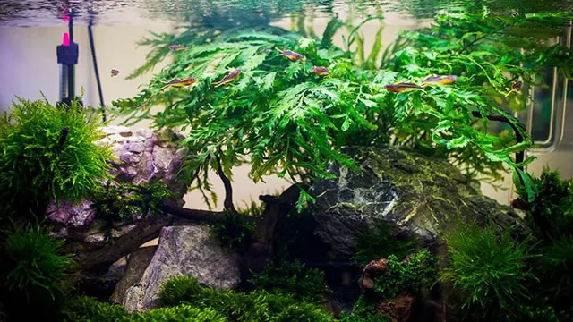 How to Fertilize Aquarium: A Comprehensive Guide for Healthy and Thriving Aquatic Plants