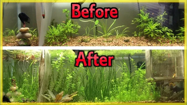 How to Fertilize My Aquarium Plants: Tips for Optimal Growth and Health