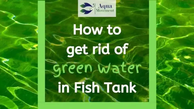 how to fight green aquarium water