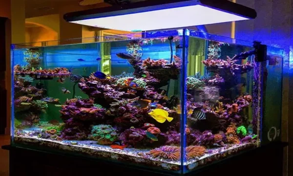 How to Fill a Saltwater Aquarium: A Step-by-Step&hellip;