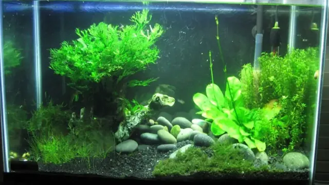 How to Fill Aquarium: The Complete Guide for Beginners