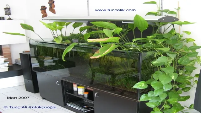 How to Filter Aquarium Water with Plants: A Step-by-Step Guide to Natural Filtration