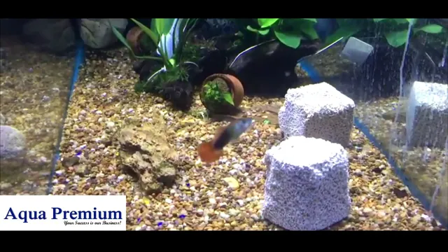 how to filter aquarium without filter