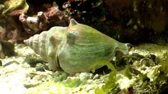 how to find a conch in an aquarium
