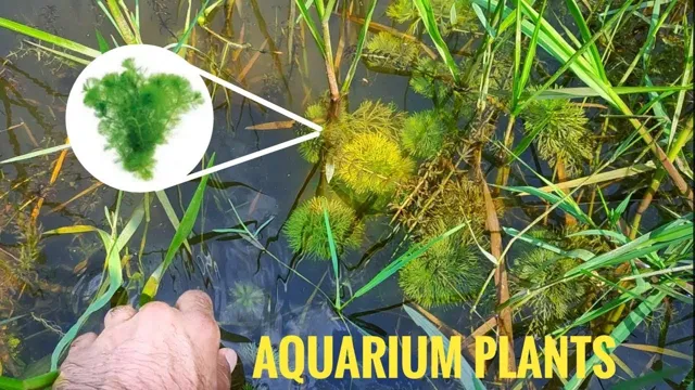 how to find aquarium plants in the wild