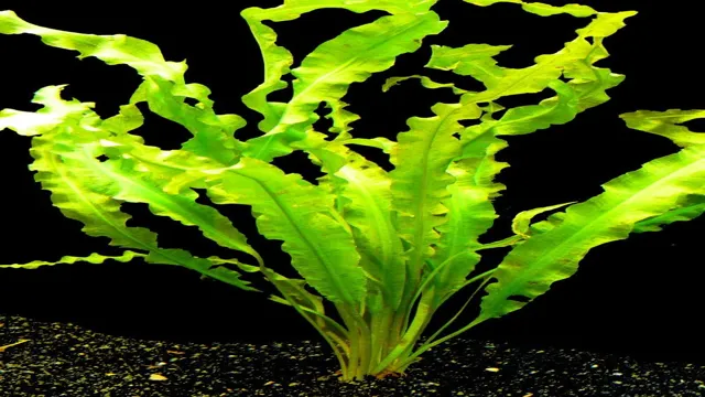 how to find best bulb for aquarium plants