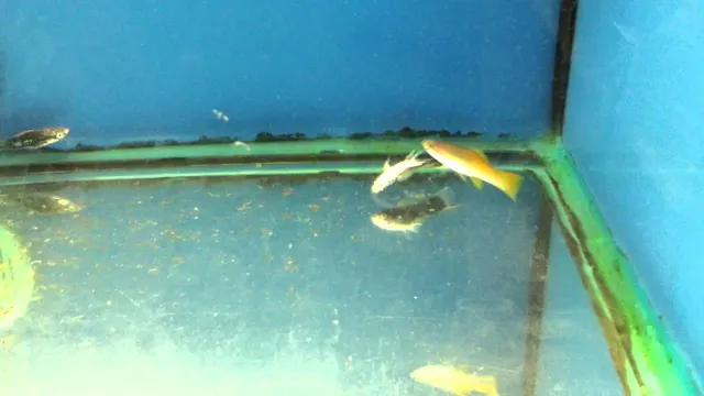 how to find dead fish in aquarium