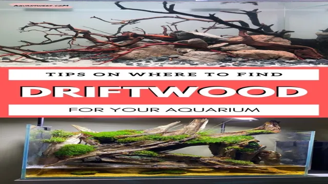 How to Find Driftwood for Aquarium: Tips and Tricks for Natural Aquarium Decor.