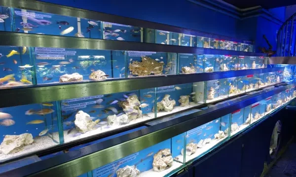 How to Find Suppliers for a Fish Aquarium…