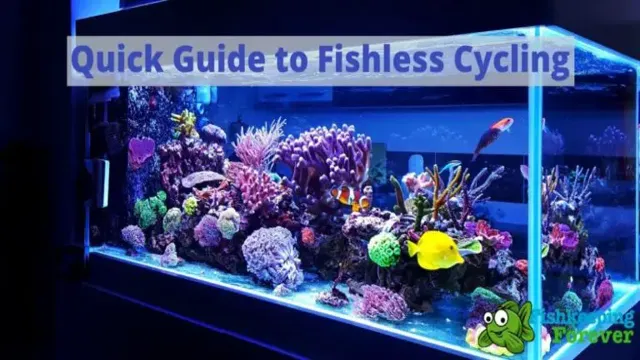how to fishless cycle aquarium 30 days