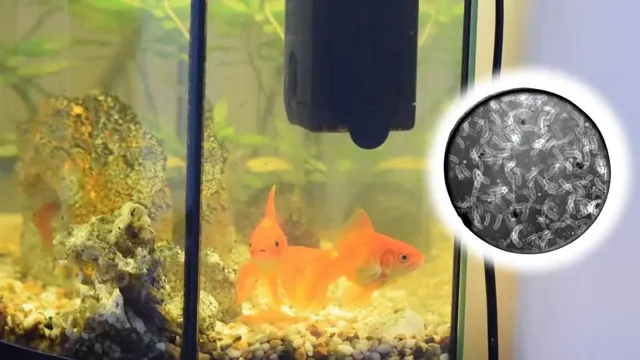 how to fix a bacterial bloom in an aquarium