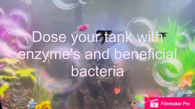 How to Fix a Bacterial Bloom in Your Freshwater Aquarium: Tips and Tricks