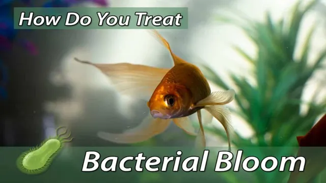 how to fix a bacterial bloom in your freshwater aquarium