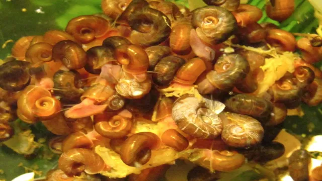how to fix a snail infestation in aquarium
