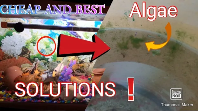 how to fix algae in aquarium