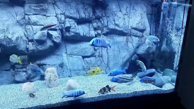 How to Fix Aquarium Background: A Simple Step-by-Step Guide for a Beautiful Tank Setup