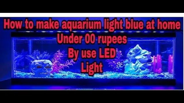 How to Fix Aquarium Blue Light in Photoshop: Tips and Tricks for Stunning Underwater Photos